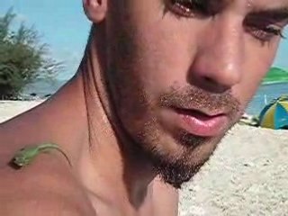 Lézard dans le sable