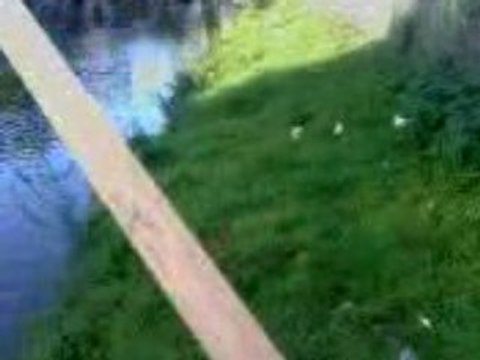 les ragondins de Sedan (08)