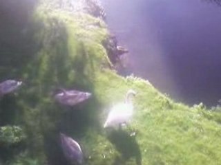 les ragondins a sedan 2