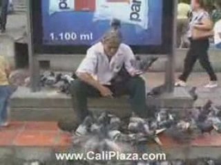 Cali Hotels - Man covered with birds. Cali Colombia Park.