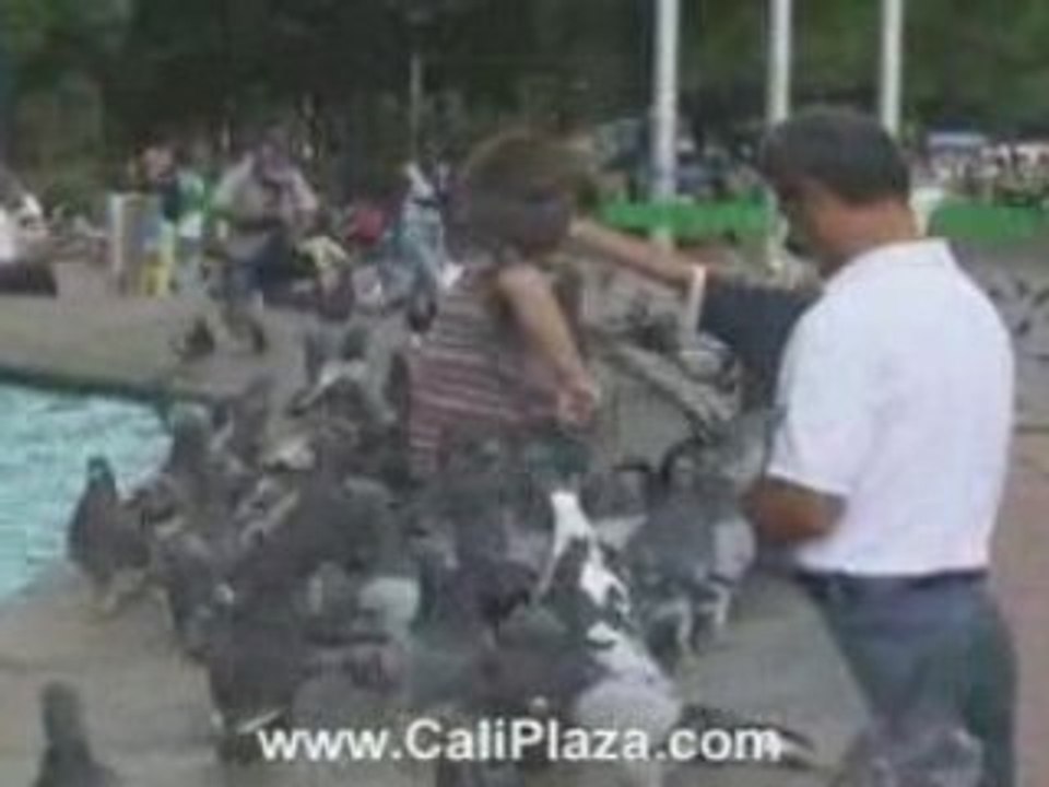 Kid covered with birds while father watches. Cali Hotels