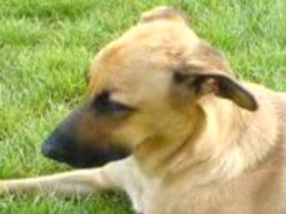 Souvenir De ma chienne