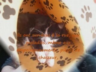 Chathuttes promotions des chats à adopter