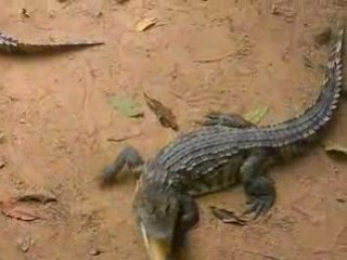 koh samui croco  94 redz