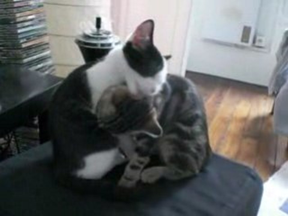 Chatons trop mignons se font des Calins
