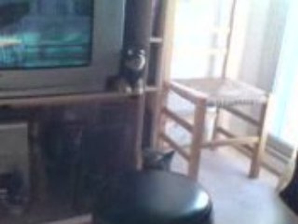 Sanka attack ptit chien peluche