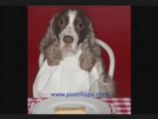 Dogs Scraps And Nutrition Talking Dog