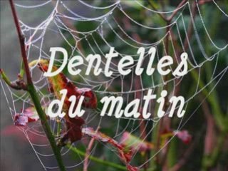 Dentelles du matin