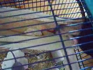 Intégration Laïa (partie2)