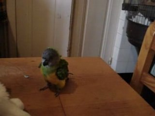 L'attaque du mini... rapace ?