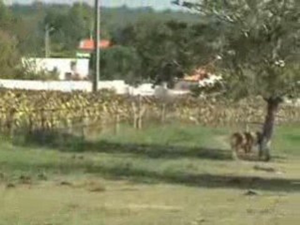 chevaux a coté de chez moi