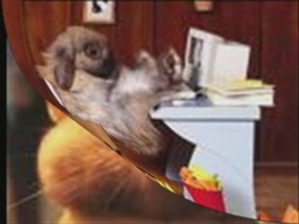 Compil Animaux