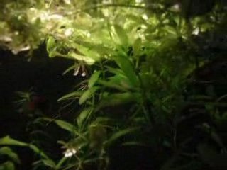 25g de guppys