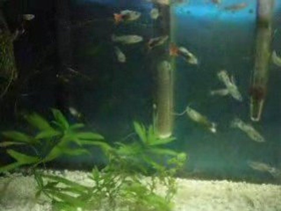 Guppys