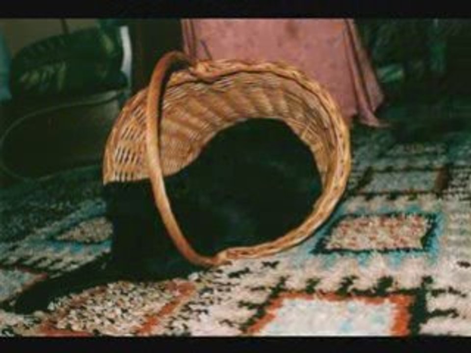 The black cat