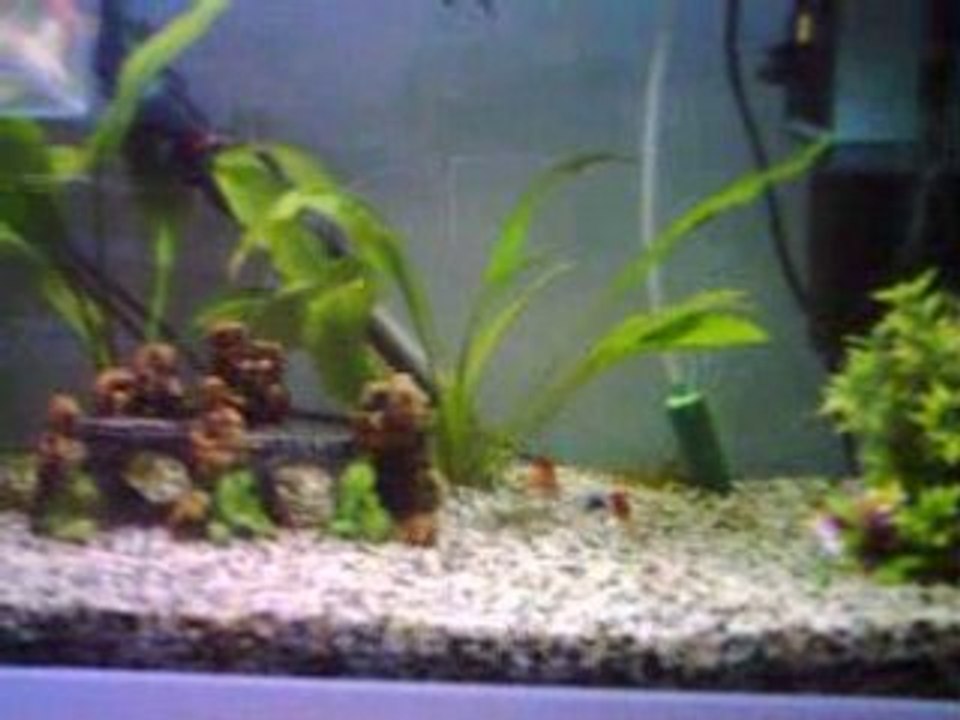 mon aqua de 54 L