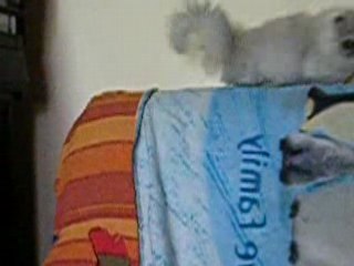 Jeux entre chat et chien