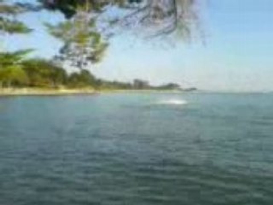Narval en mer plus bonus mamie