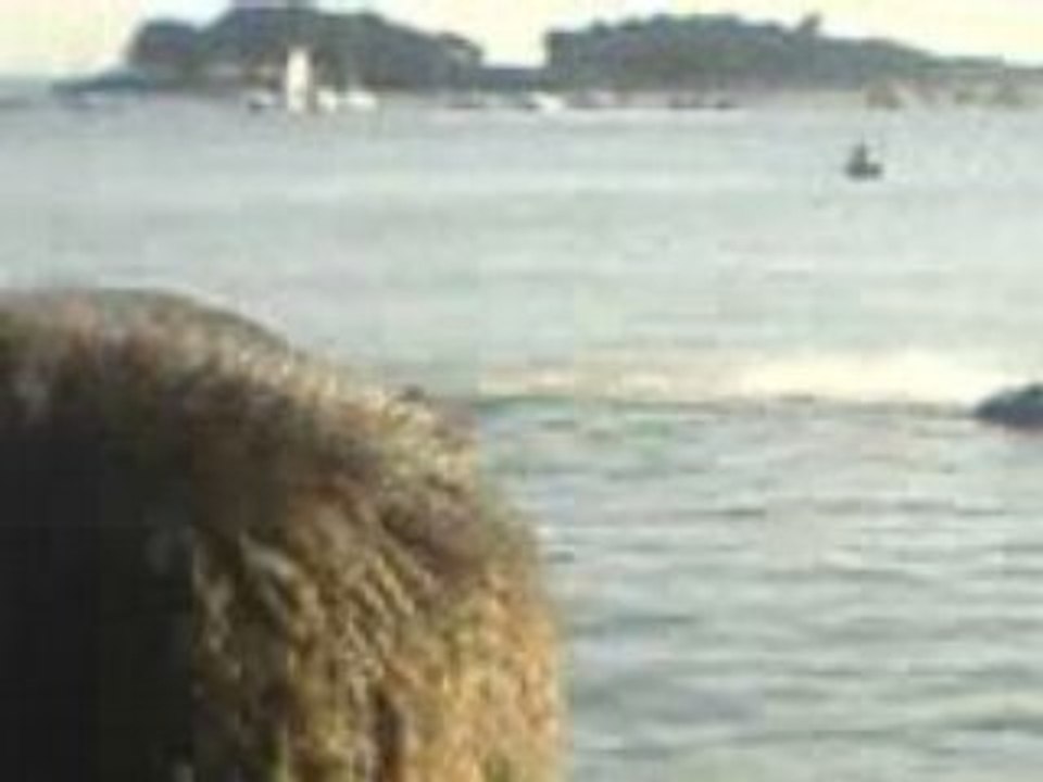 Video narval en mer 3