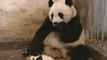 Panda yavrusu hapşuruyor annesi tırsıyor Sneezing Panda
