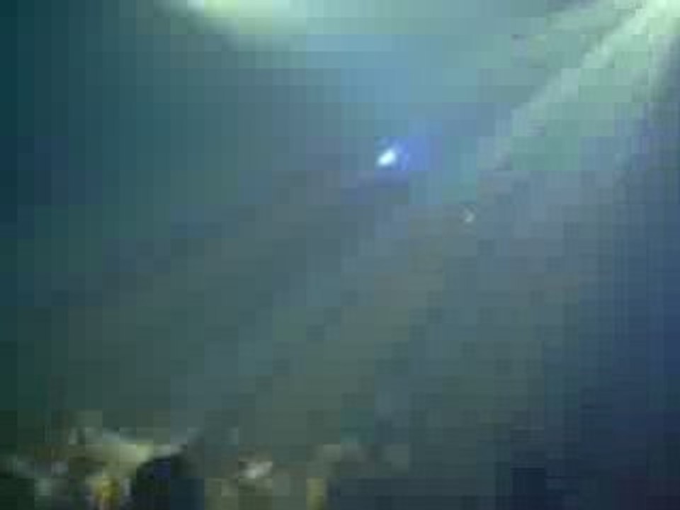 Ososphere 2008 - Goose