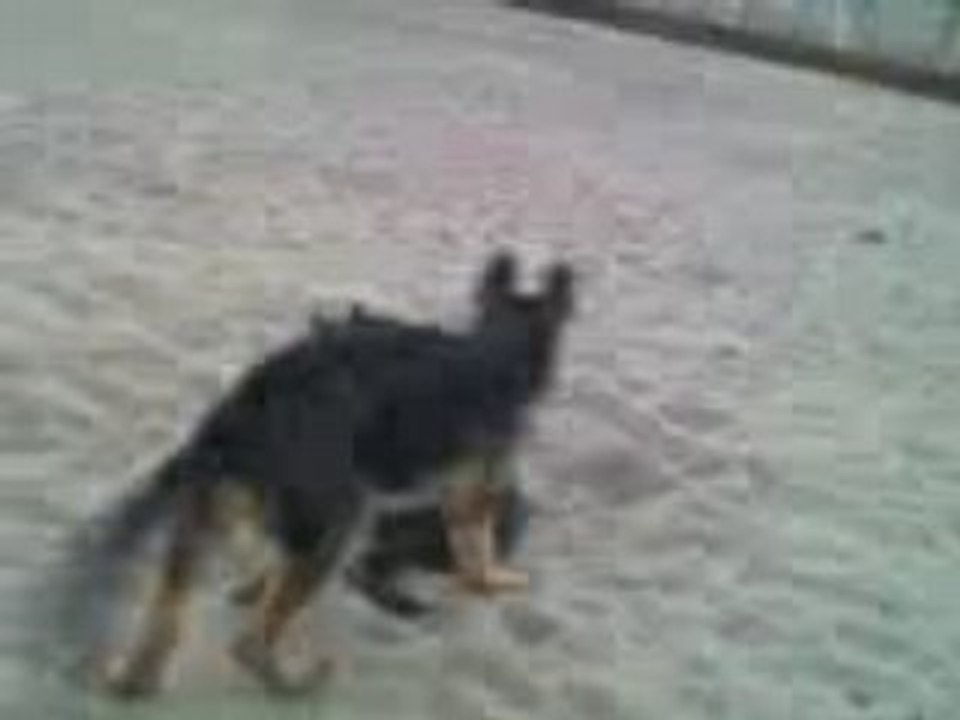 my babys