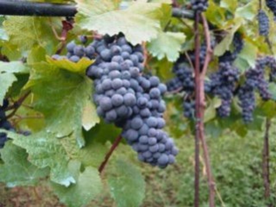 VENDANGE 2008