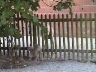 Heidi renommée HXélia 9sem de Dora & Harper