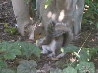l'écureuil mangeur de frites