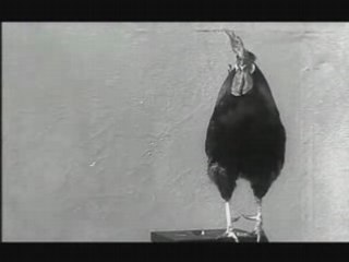 "Le Coq de la Gaumont" Alice Guy