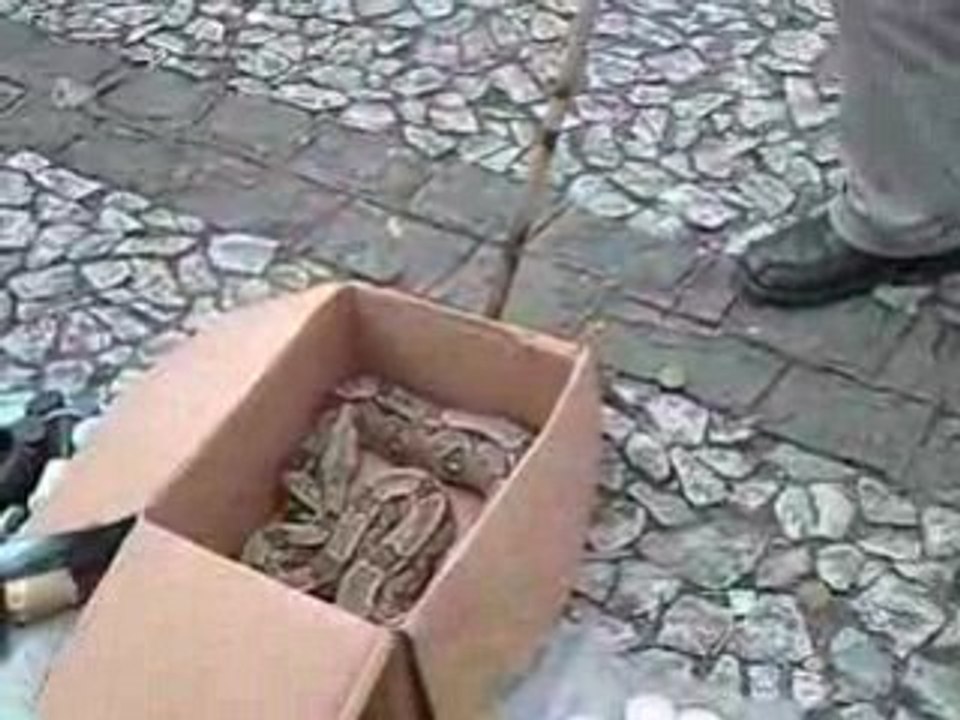 RECIFE (antique)   le serpent (tres gentil d'ailleur) brasil