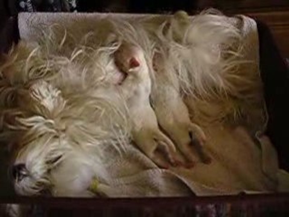 Bébés de Betty