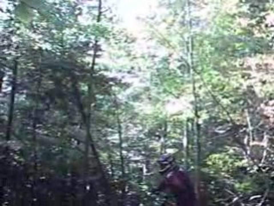 Saut