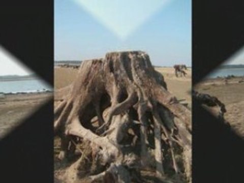 Lac de la foret d'orient peche de la carpe