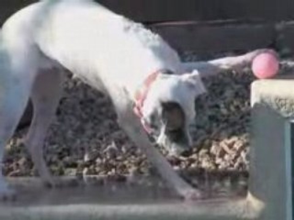 CRAZY DOG | SIT MEANS SIT DOG TRAINING