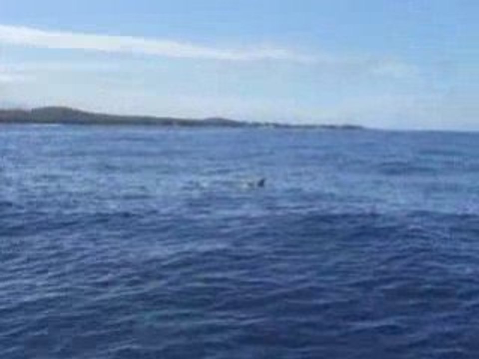 Dauphins