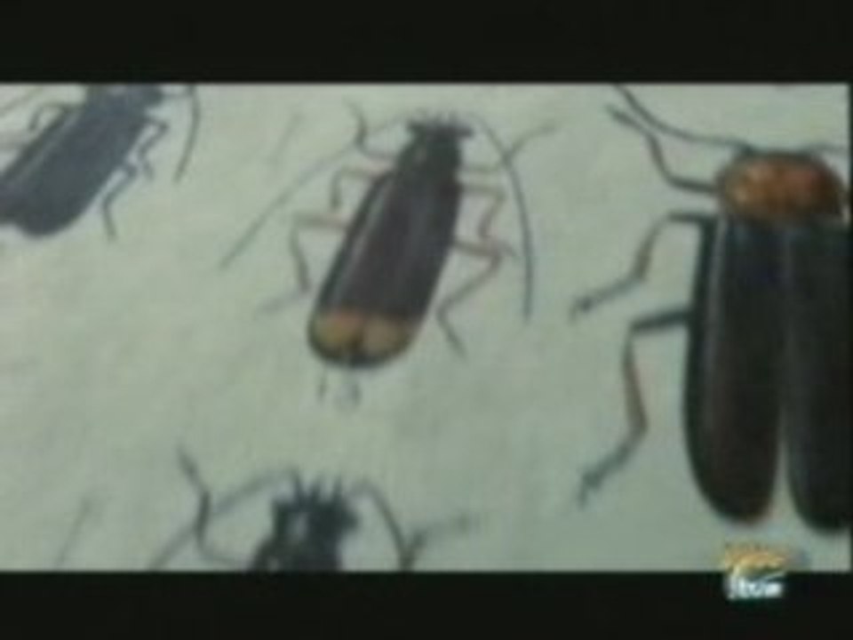 Cantarida (Mosca española)