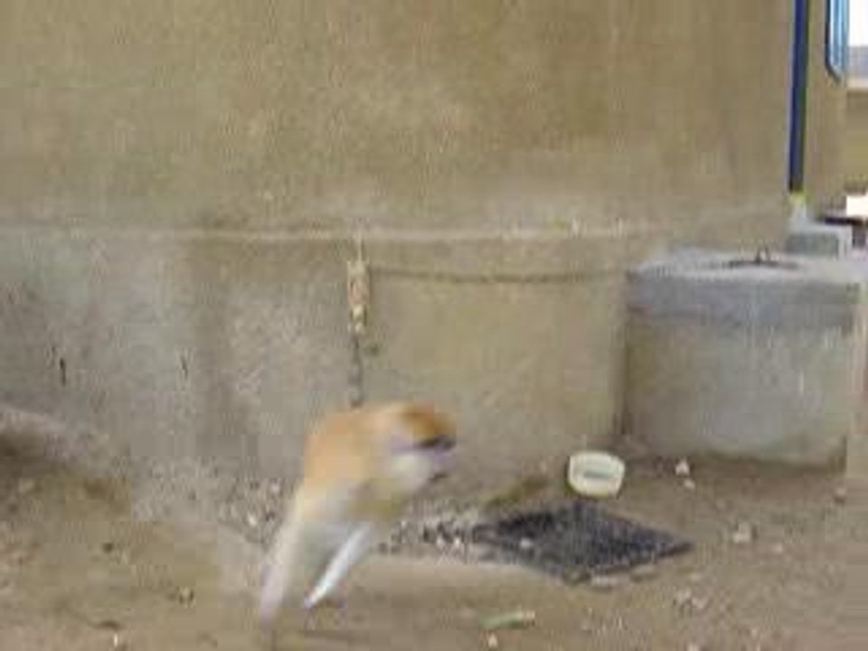 An Obsessive Compulsive Monkey