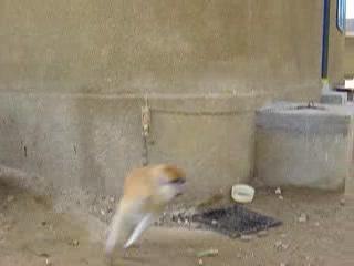 An Obsessive Compulsive Monkey