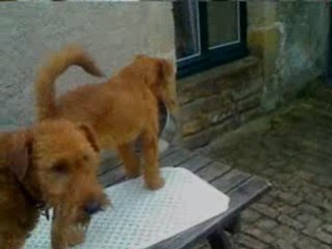 irish Terrier / Terrier Irlandais qui joue