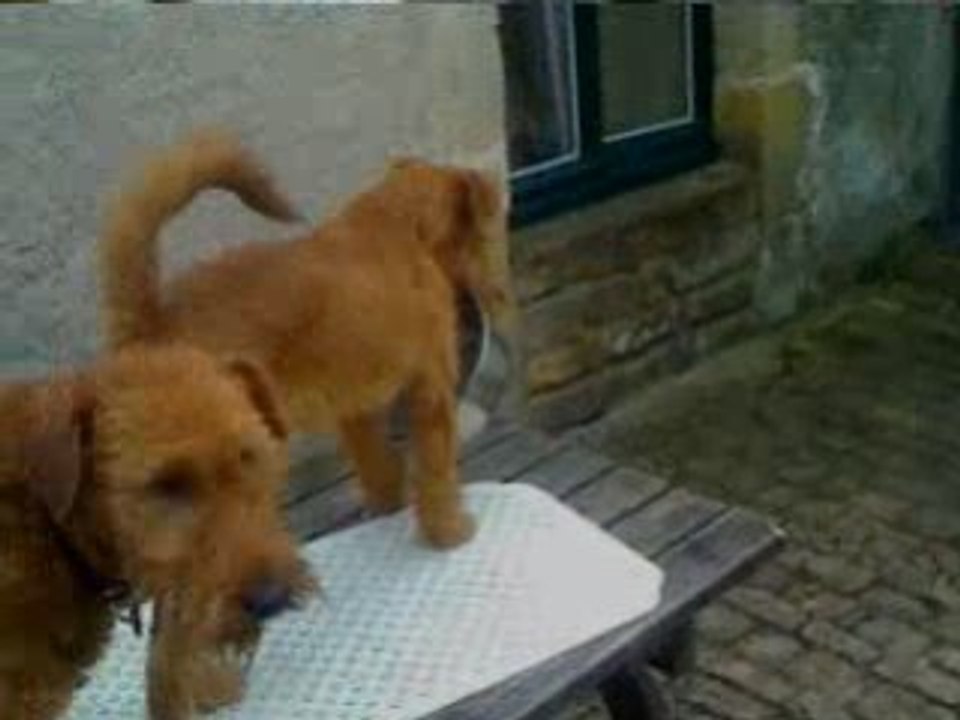 irish Terrier / Terrier Irlandais qui joue