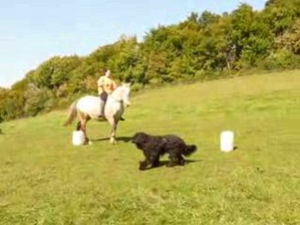 DEFI N°3 slalom , à cru, sans licol, avec corde