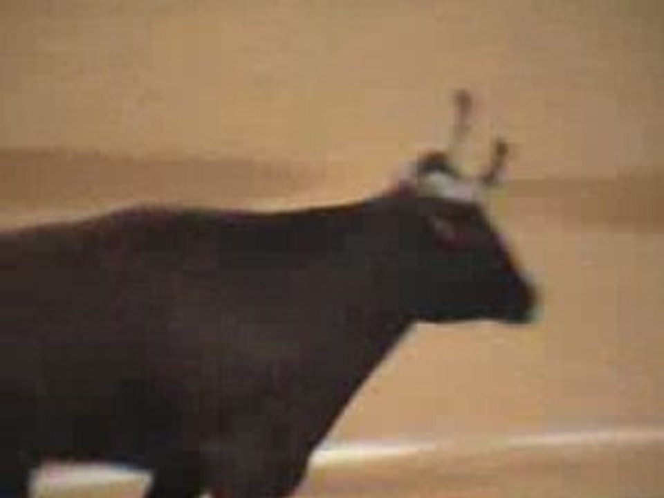 Vache