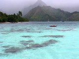 Dauphins et baleines à Moorea, Polynésie