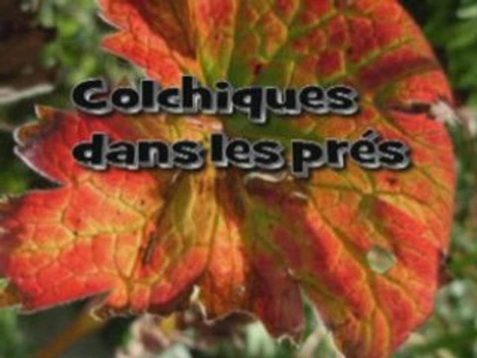 Colchiques dans les prés