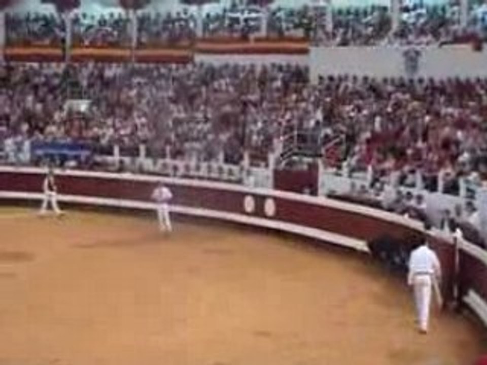 Vache récalcitrante