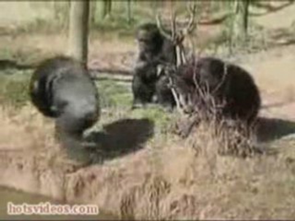 Monkey Sibling Rivalry