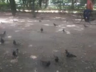 L'invasion des pigeons