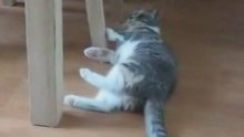 Drunk Cat Crashing Into Furniture