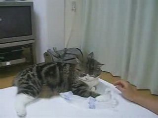Fat Cat Giving High Fives